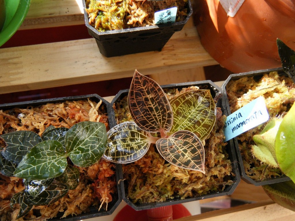 «ö¦¹¦b·sµøµ¡ÂsÄý¹Ï¤ù