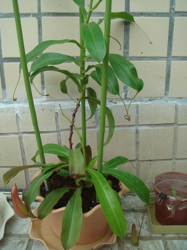 «ö¦¹¦b·sµøµ¡ÂsÄý¹Ï¤ù