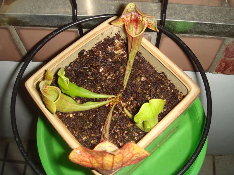 «ö¦¹¦b·sµøµ¡ÂsÄý¹Ï¤ù