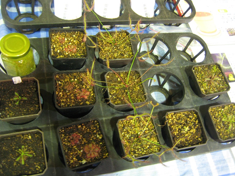 «ö¦¹¦b·sµøµ¡ÂsÄý¹Ï¤ù