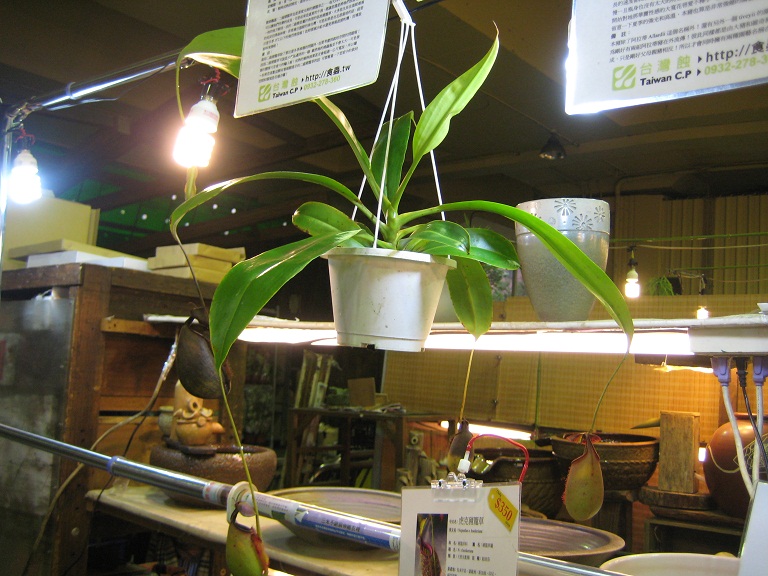 «ö¦¹¦b·sµøµ¡ÂsÄý¹Ï¤ù