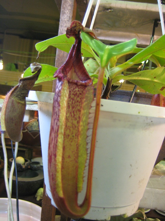 «ö¦¹¦b·sµøµ¡ÂsÄý¹Ï¤ù