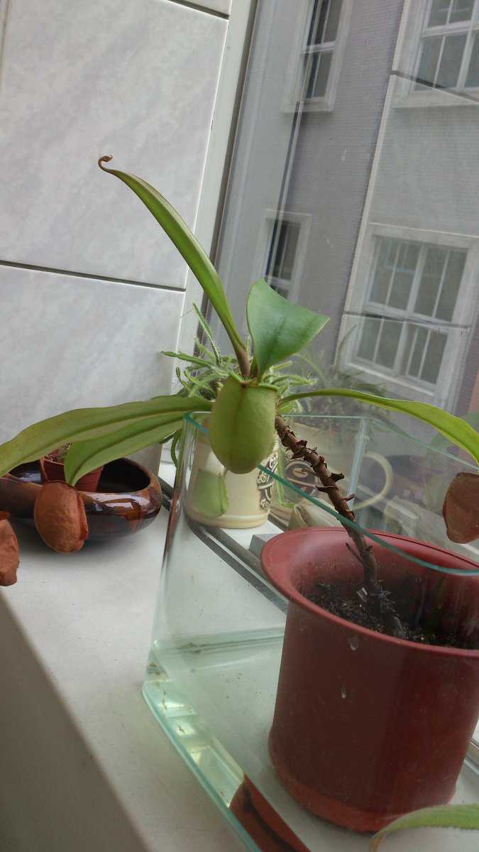 «ö¦¹¦b·sµøµ¡ÂsÄý¹Ï¤ù