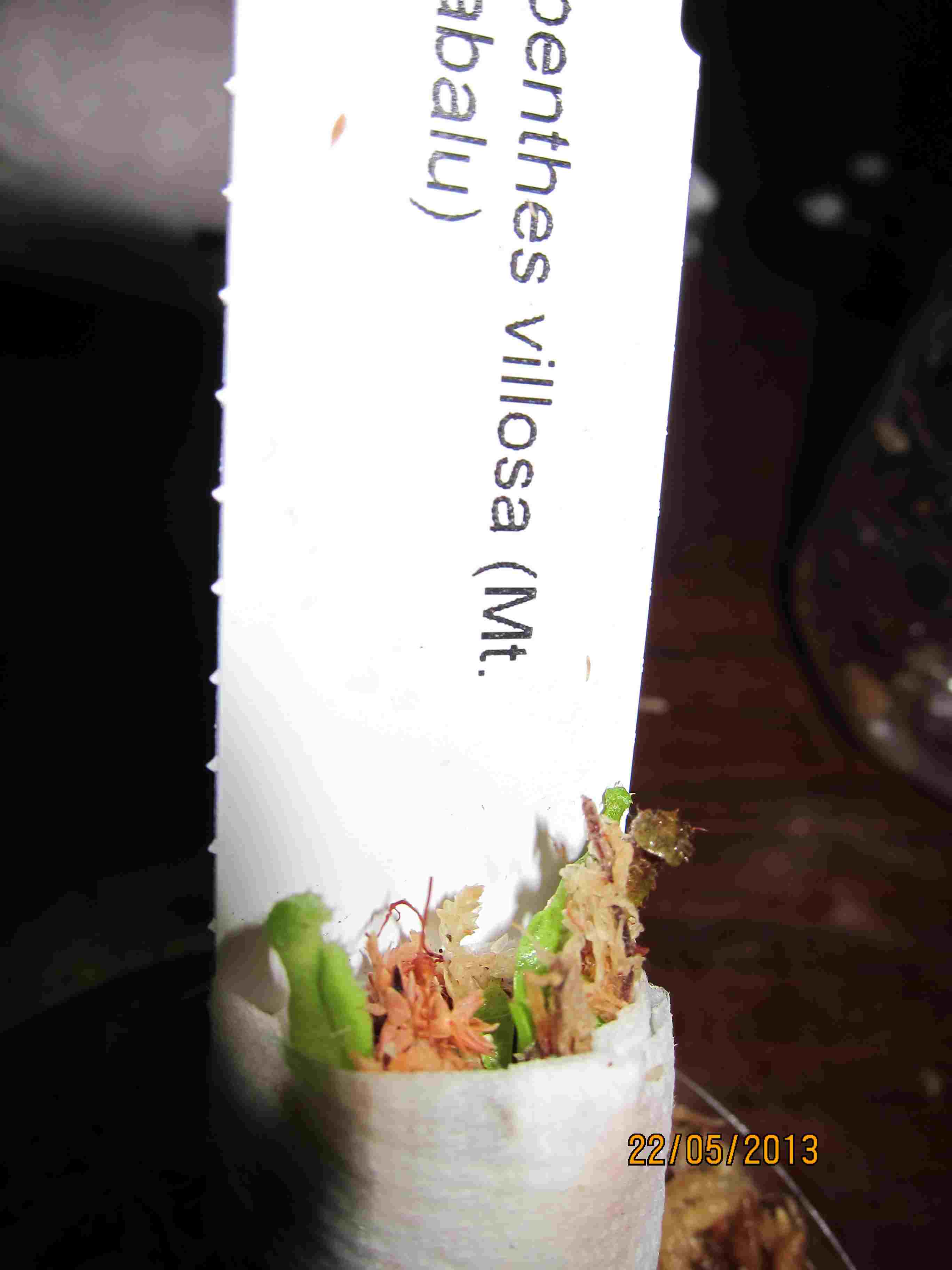 «ö¦¹¦b·sµøµ¡ÂsÄý¹Ï¤ù