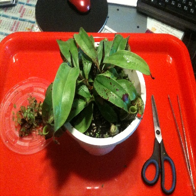 按此在新視窗瀏覽圖片