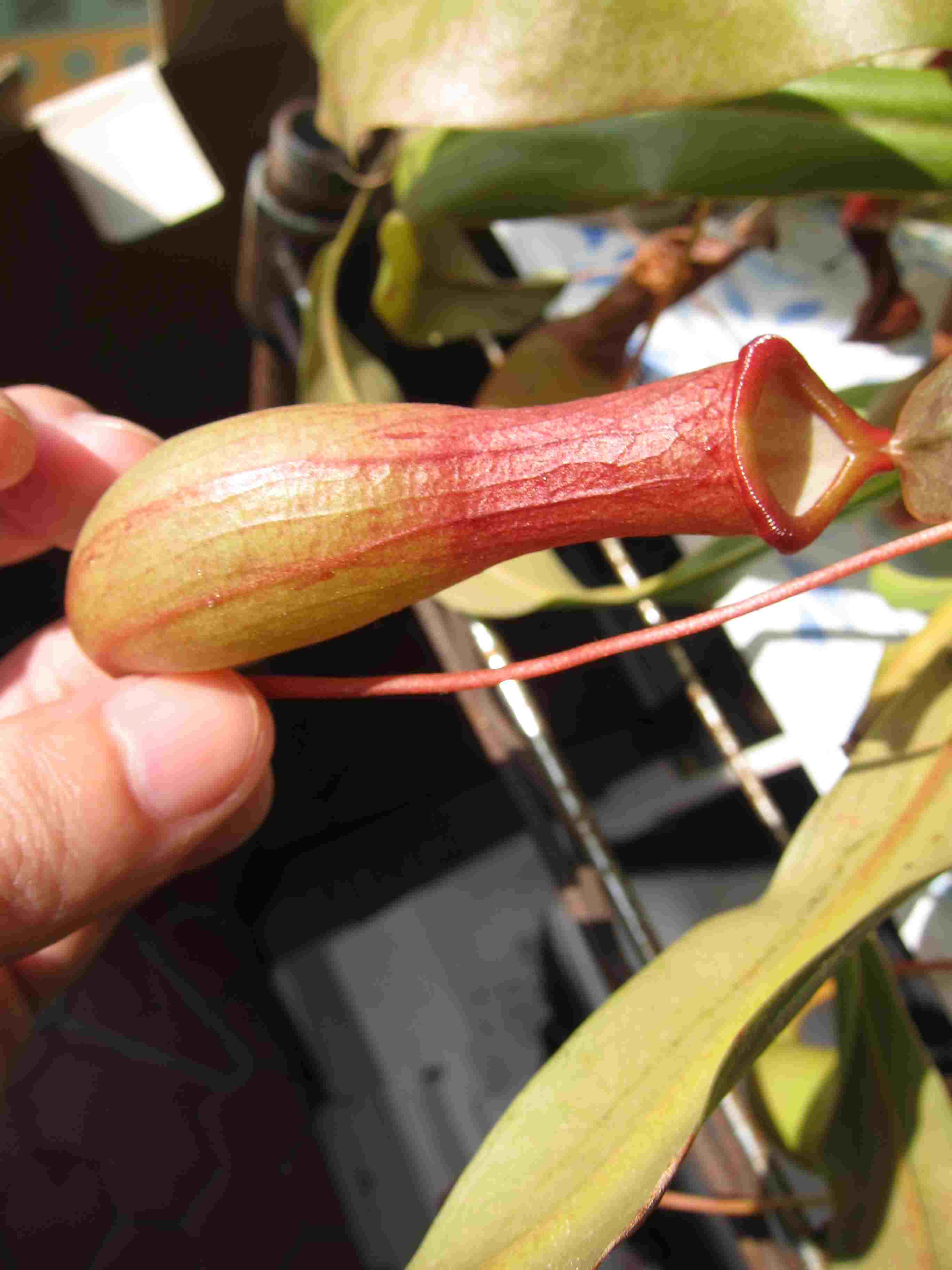 按此在新視窗瀏覽圖片