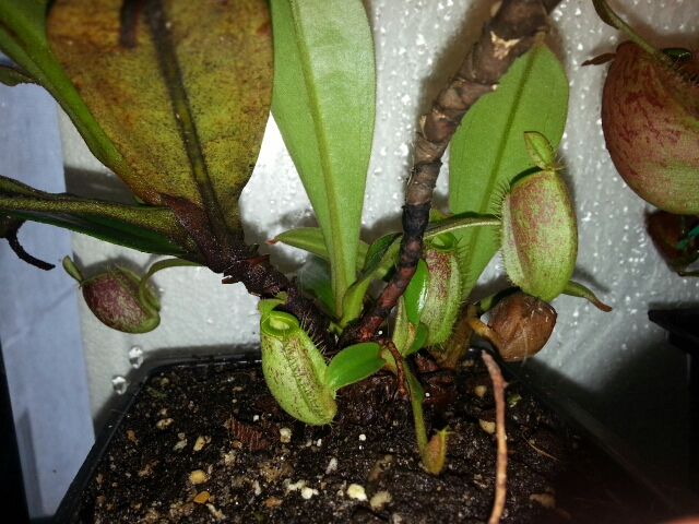 按此在新視窗瀏覽圖片