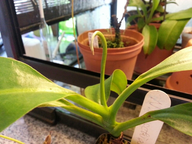 按此在新視窗瀏覽圖片