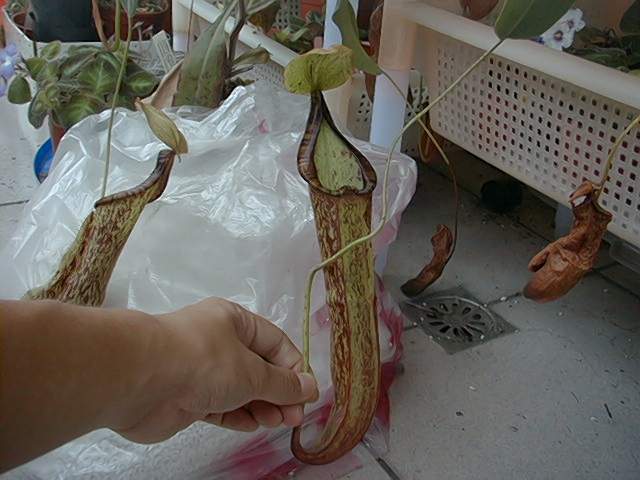 按此在新視窗瀏覽圖片