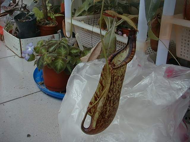 按此在新視窗瀏覽圖片