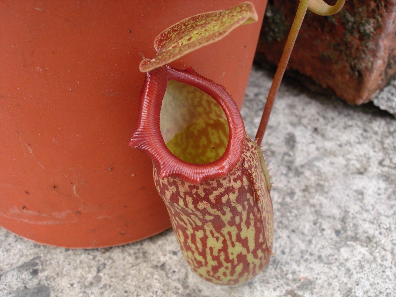 按此在新視窗瀏覽圖片