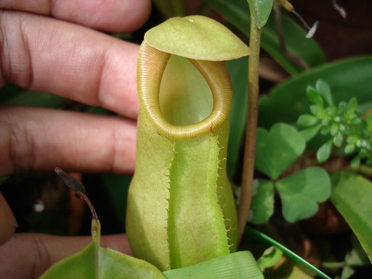 按此在新視窗瀏覽圖片