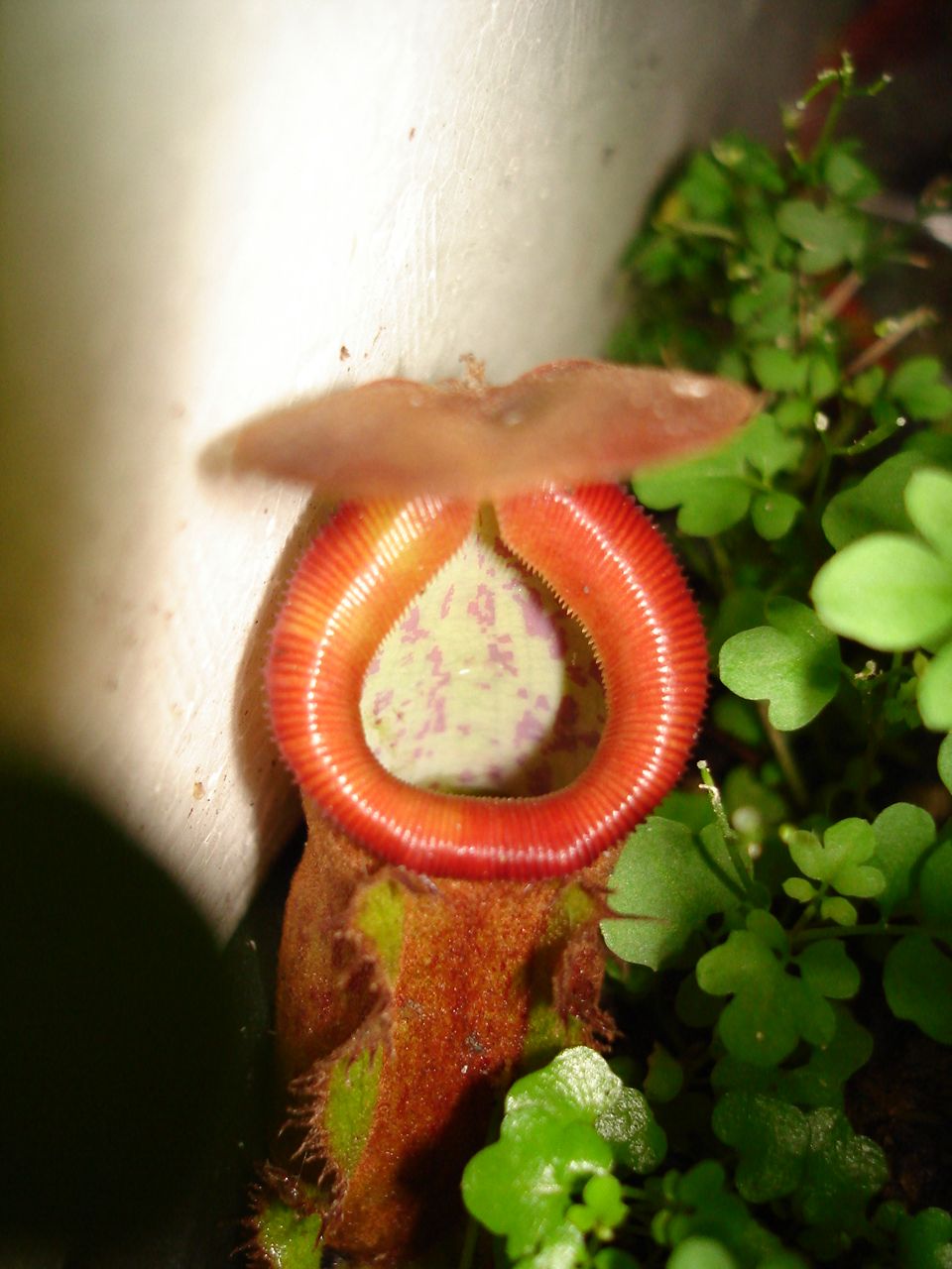 按此在新視窗瀏覽圖片