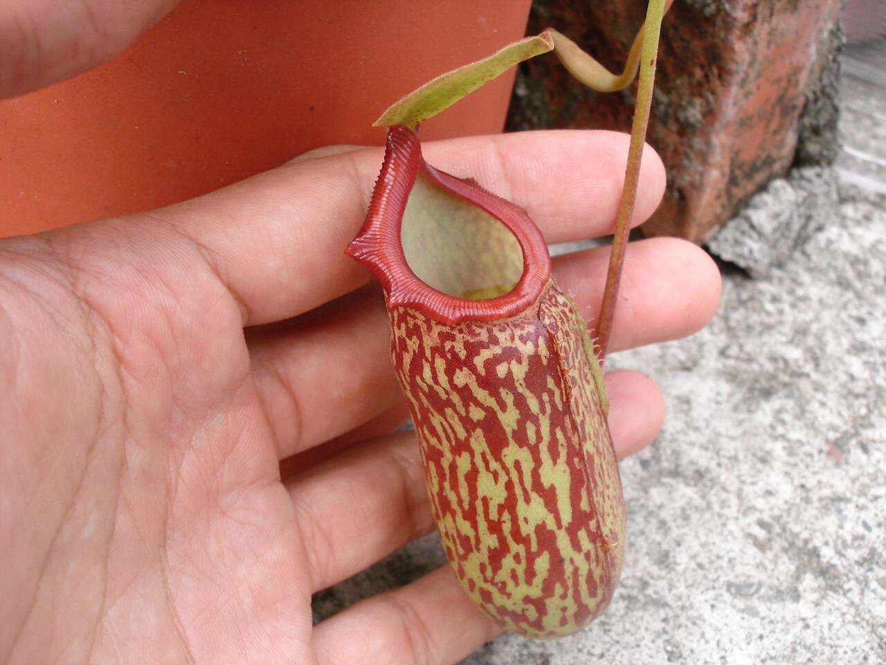 按此在新視窗瀏覽圖片