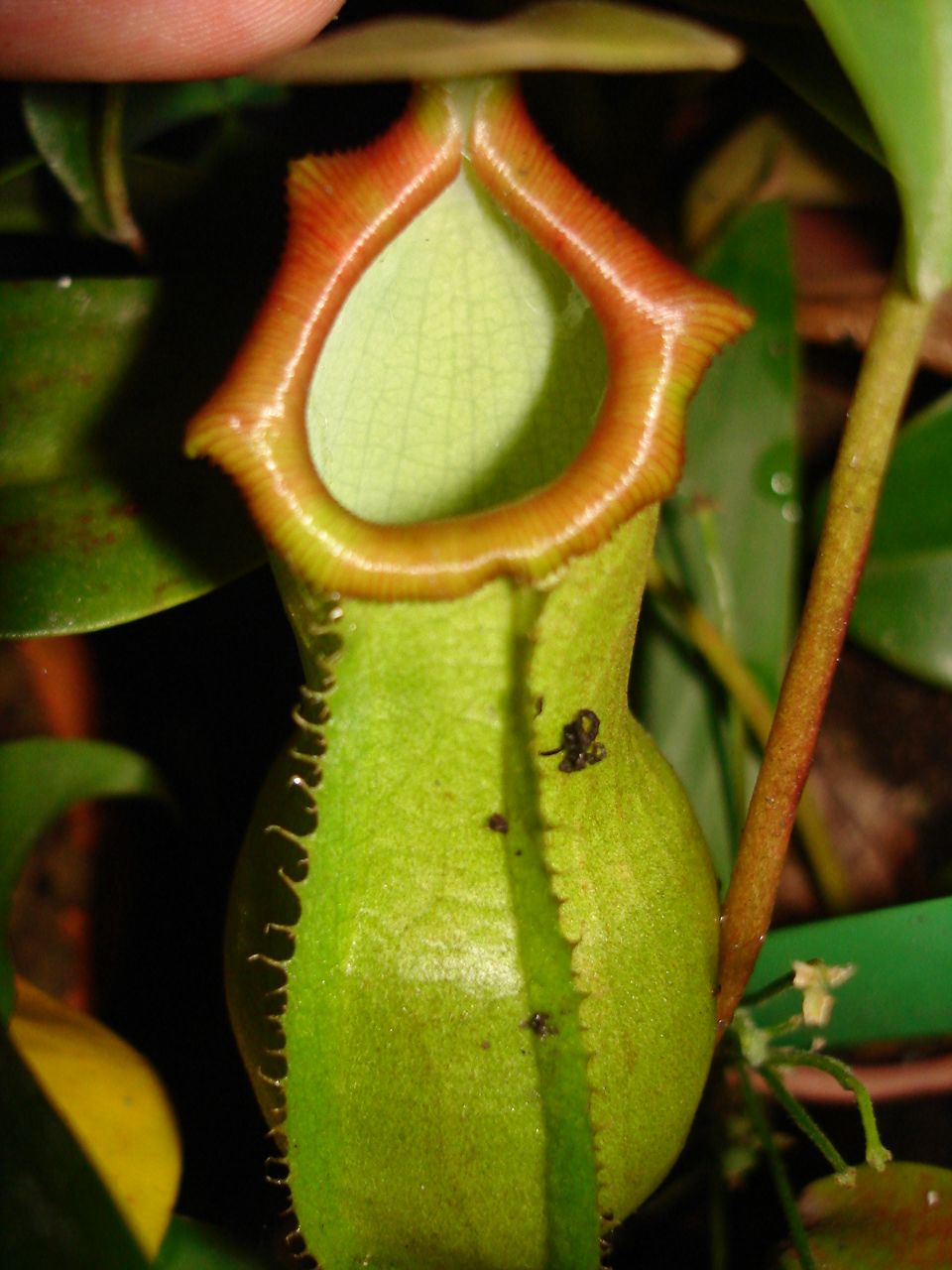 按此在新視窗瀏覽圖片