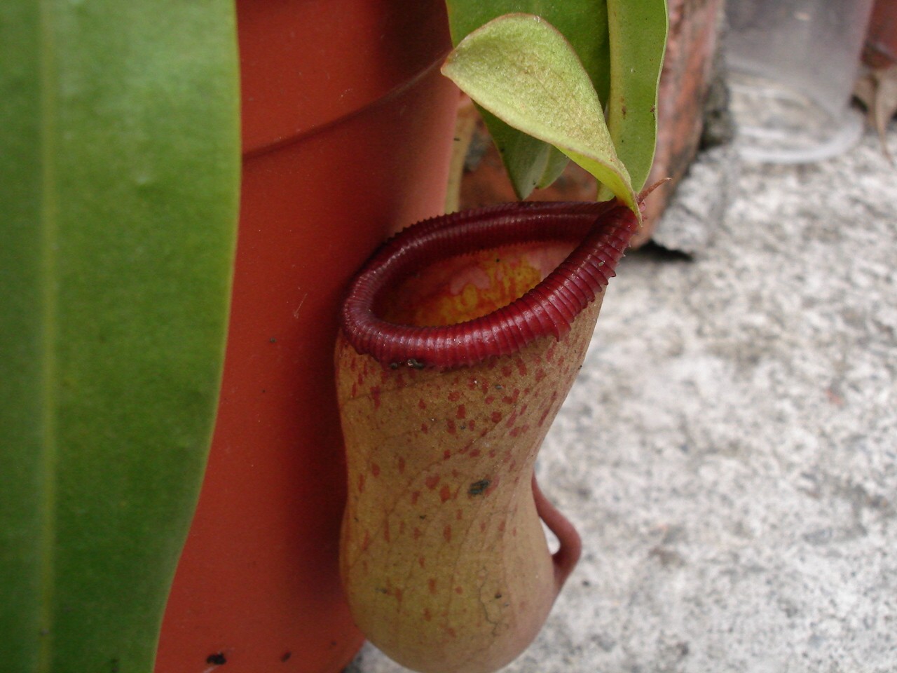 按此在新視窗瀏覽圖片