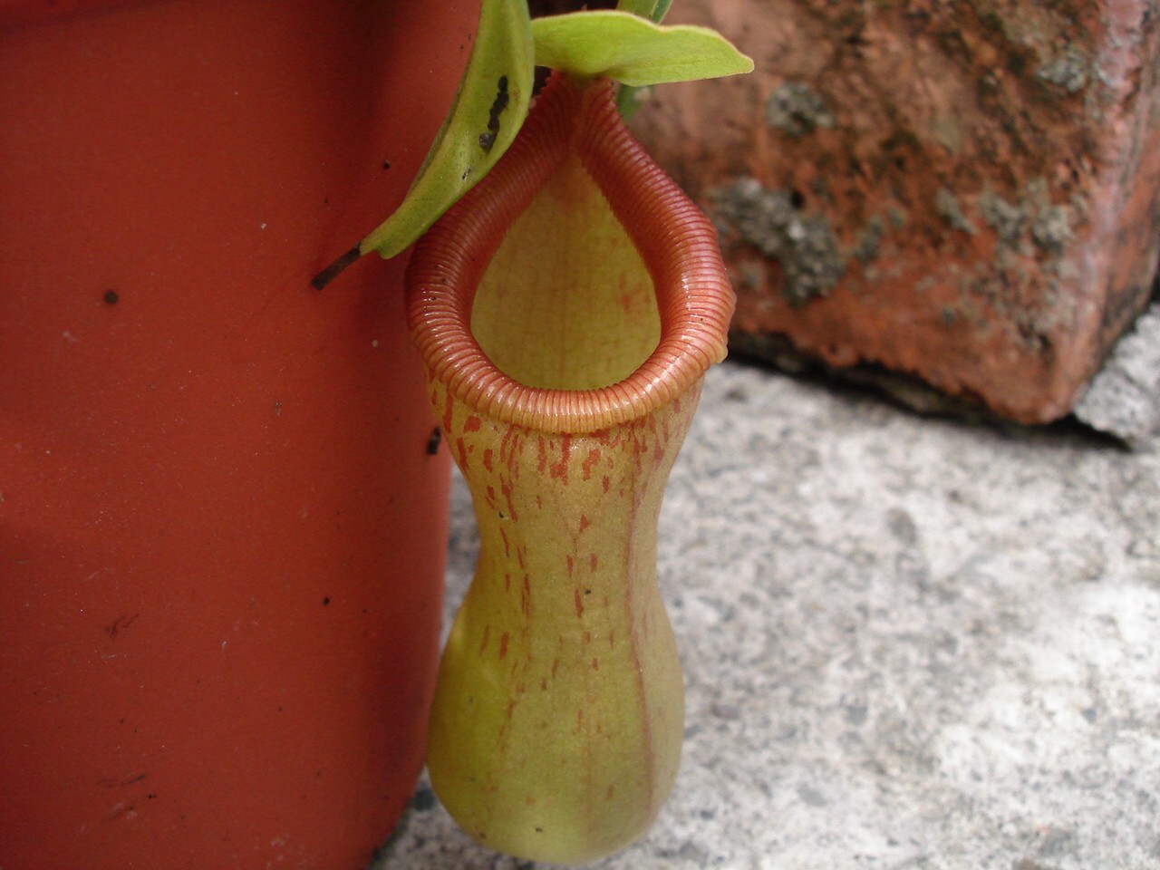 按此在新視窗瀏覽圖片