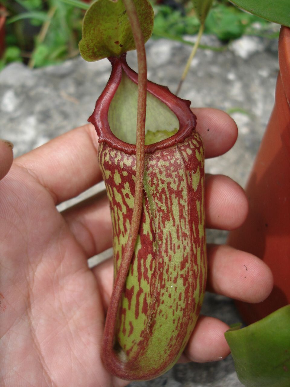 按此在新視窗瀏覽圖片