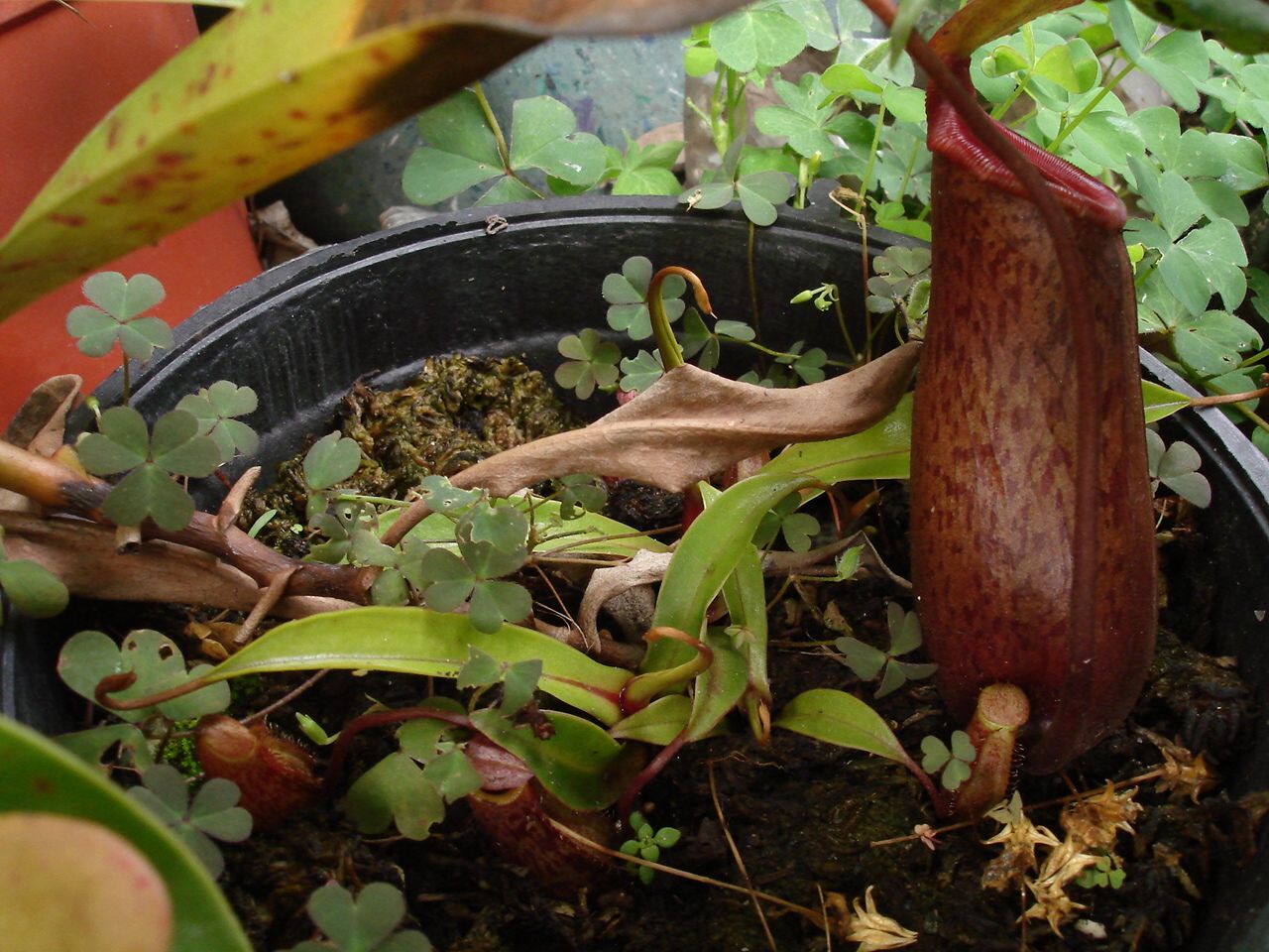 按此在新視窗瀏覽圖片