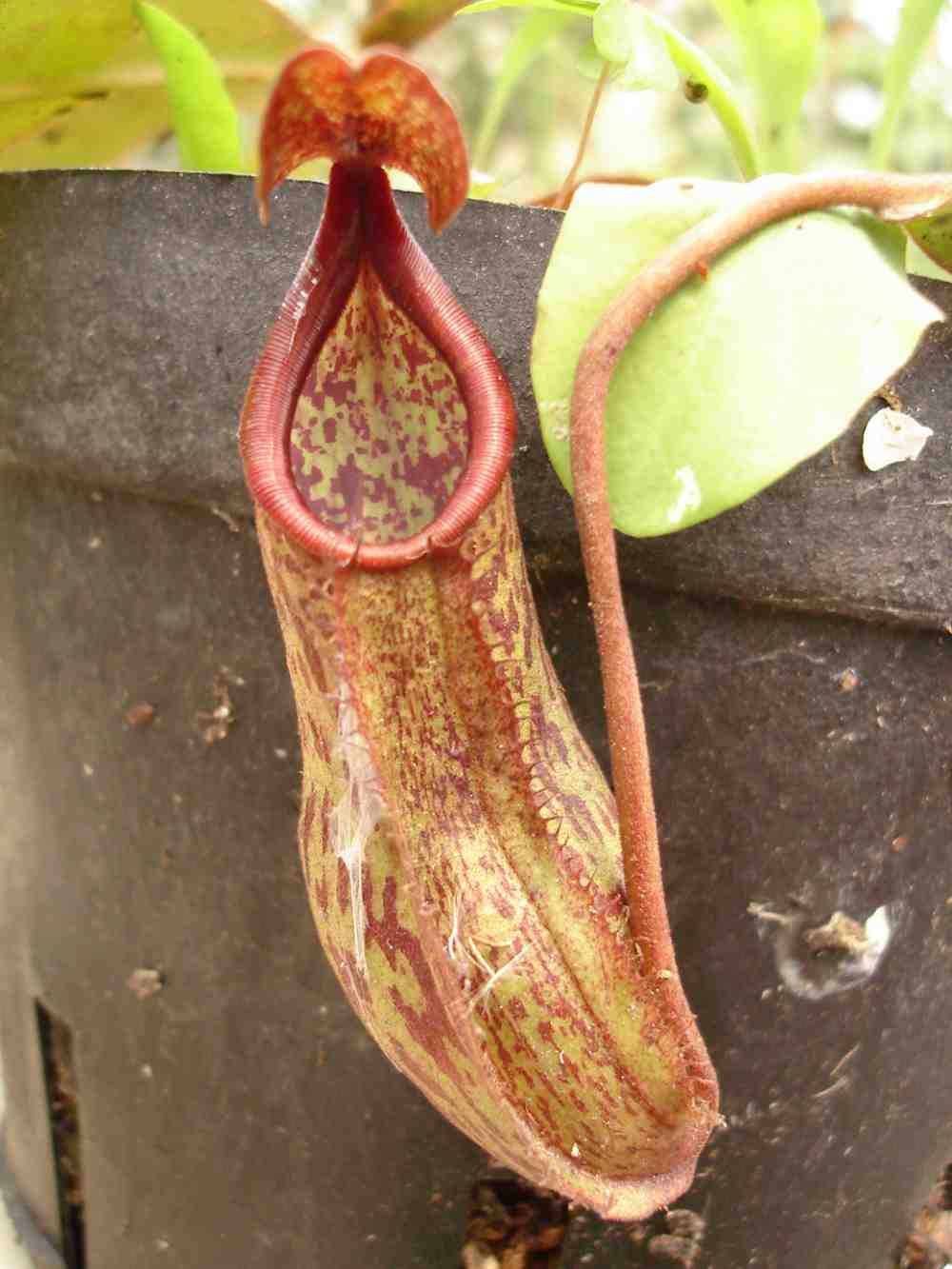 按此在新視窗瀏覽圖片