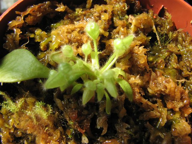 «ö¦¹¦b·sµøµ¡ÂsÄý¹Ï¤ù