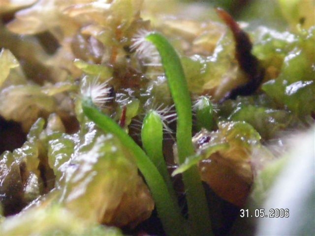 «ö¦¹¦b·sµøµ¡ÂsÄý¹Ï¤ù