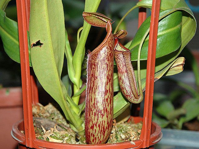 «ö¦¹¦b·sµøµ¡ÂsÄý¹Ï¤ù