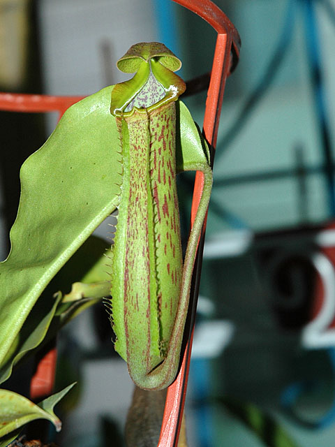 «ö¦¹¦b·sµøµ¡ÂsÄý¹Ï¤ù