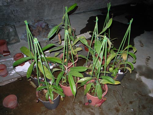 «ö¦¹¦b·sµøµ¡ÂsÄý¹Ï¤ù