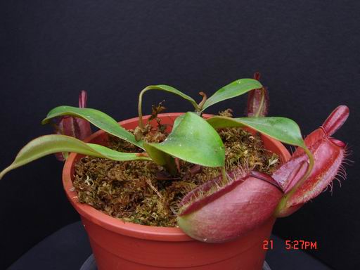 «ö¦¹¦b·sµøµ¡ÂsÄý¹Ï¤ù