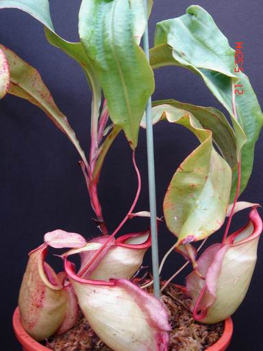 «ö¦¹¦b·sµøµ¡ÂsÄý¹Ï¤ù