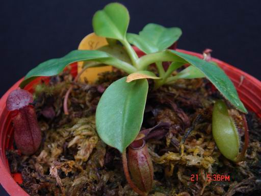 «ö¦¹¦b·sµøµ¡ÂsÄý¹Ï¤ù