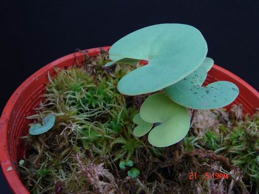 «ö¦¹¦b·sµøµ¡ÂsÄý¹Ï¤ù