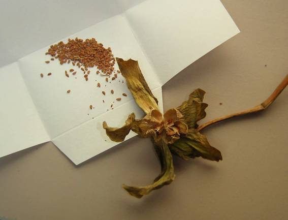 «ö¦¹¦b·sµøµ¡ÂsÄý¹Ï¤ù