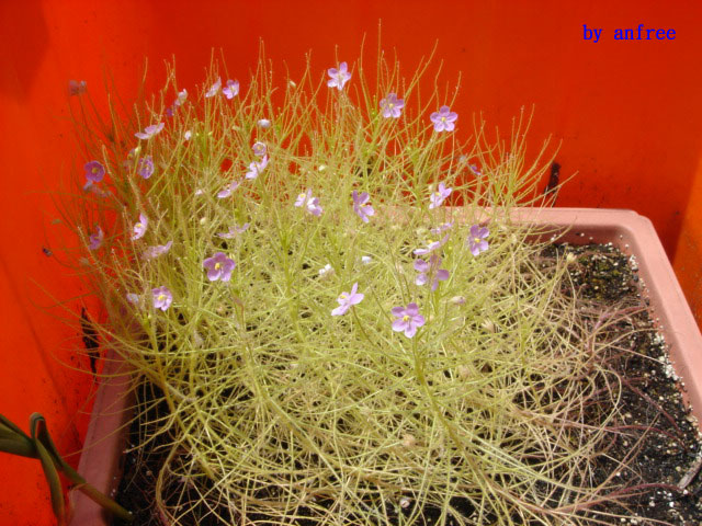 «ö¦¹¦b·sµøµ¡ÂsÄý¹Ï¤ù