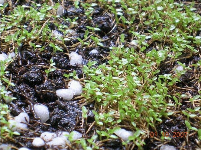 «ö¦¹¦b·sµøµ¡ÂsÄý¹Ï¤ù