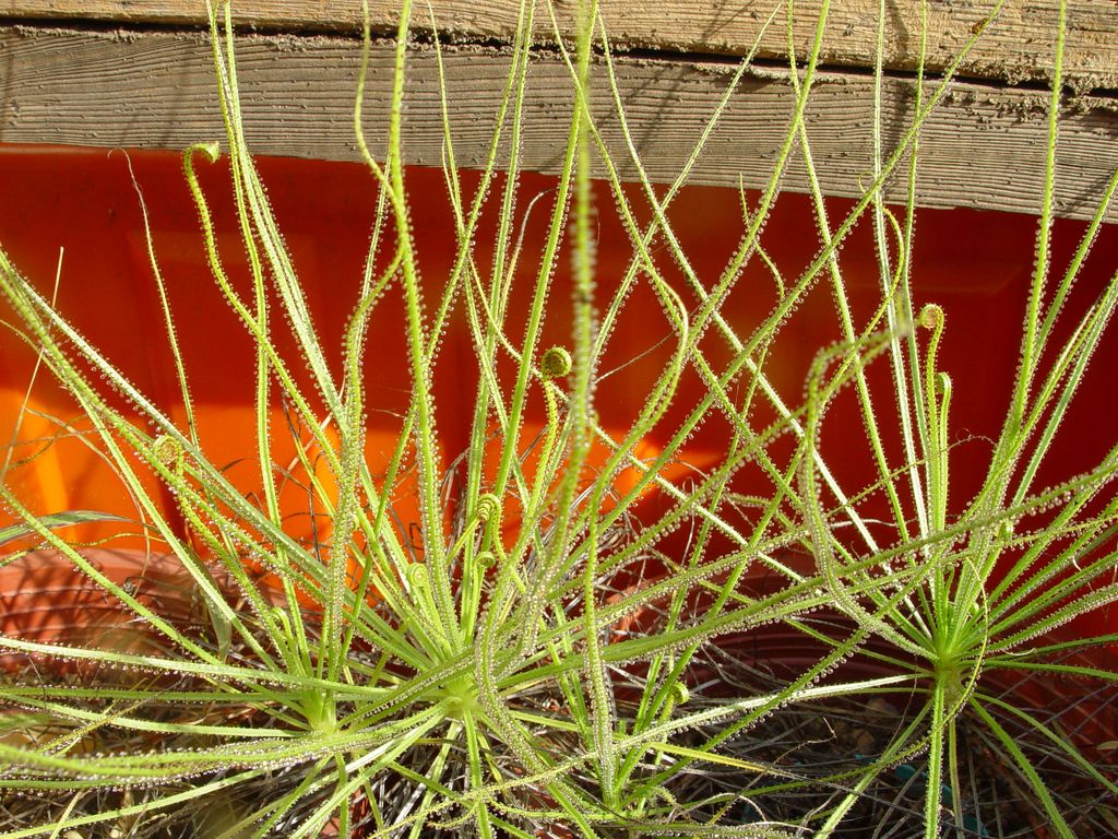 «ö¦¹¦b·sµøµ¡ÂsÄý¹Ï¤ù