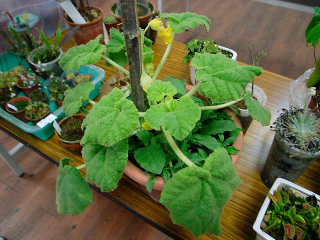 «ö¦¹¦b·sµøµ¡ÂsÄý¹Ï¤ù