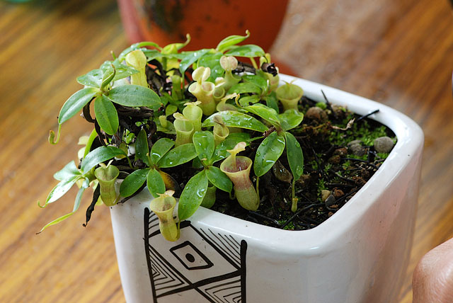 «ö¦¹¦b·sµøµ¡ÂsÄý¹Ï¤ù