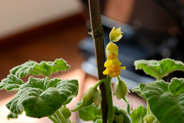 «ö¦¹¦b·sµøµ¡ÂsÄý¹Ï¤ù