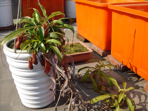 按此在新視窗瀏覽圖片