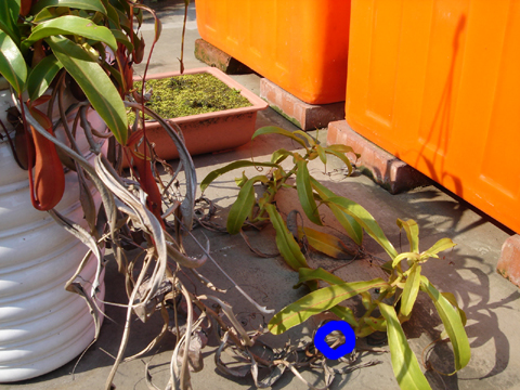 «ö¦¹¦b·sµøµ¡ÂsÄý¹Ï¤ù