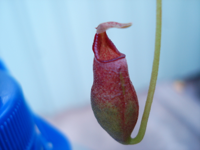 «ö¦¹¦b·sµøµ¡ÂsÄý¹Ï¤ù