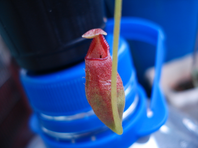 «ö¦¹¦b·sµøµ¡ÂsÄý¹Ï¤ù