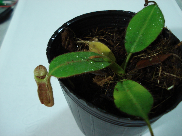 «ö¦¹¦b·sµøµ¡ÂsÄý¹Ï¤ù