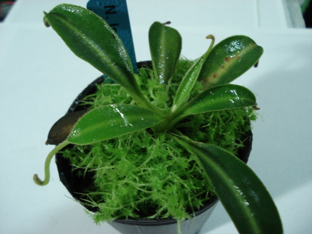 «ö¦¹¦b·sµøµ¡ÂsÄý¹Ï¤ù