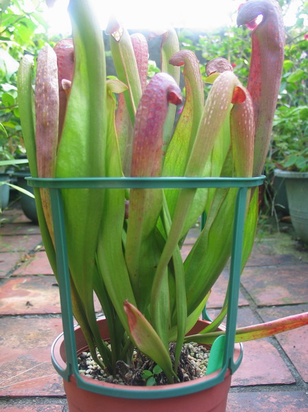 «ö¦¹¦b·sµøµ¡ÂsÄý¹Ï¤ù