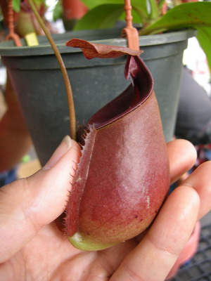 «ö¦¹¦b·sµøµ¡ÂsÄý¹Ï¤ù