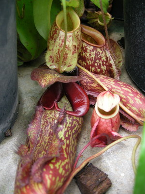 «ö¦¹¦b·sµøµ¡ÂsÄý¹Ï¤ù