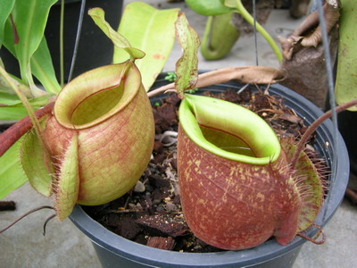 «ö¦¹¦b·sµøµ¡ÂsÄý¹Ï¤ù